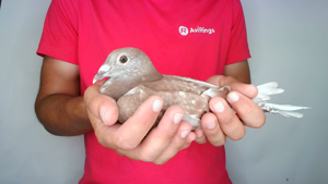 Pigeon image