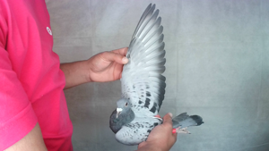 Pigeon image
