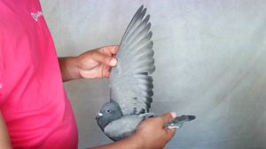 Pigeon image
