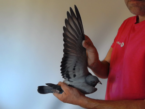 Pigeon image