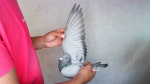 Pigeon image