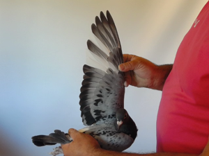 Pigeon image
