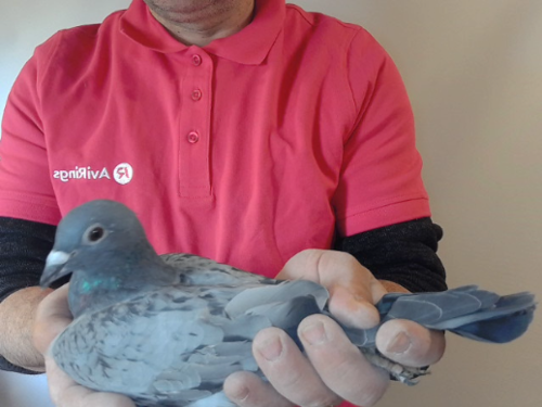 Pigeon image