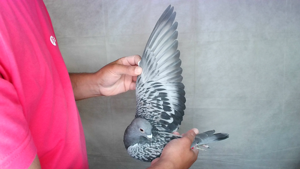 Pigeon image