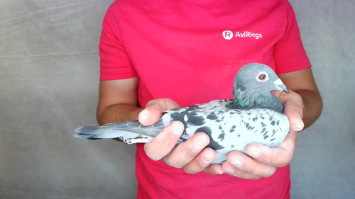 Pigeon image