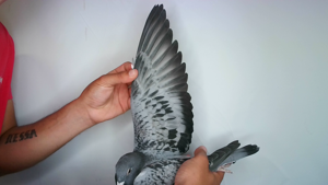 Pigeon image