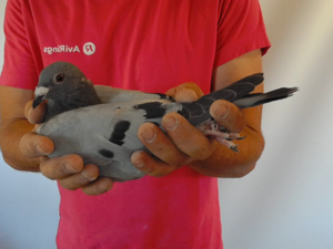 Pigeon image