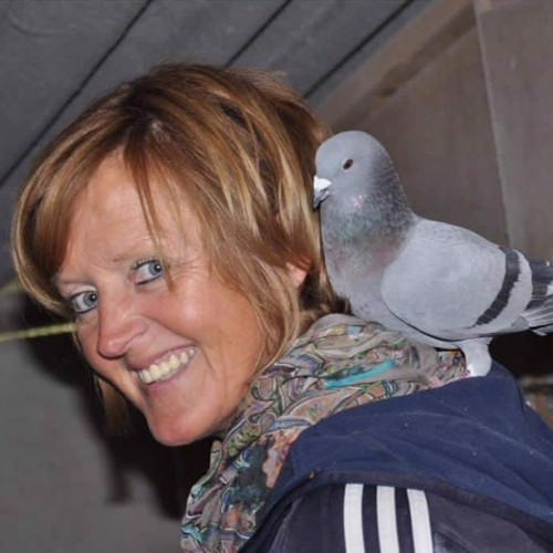 Pigeon image