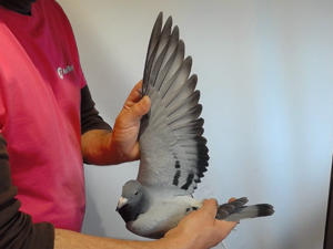 Pigeon image