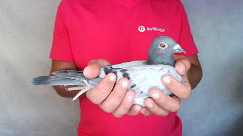 Pigeon image