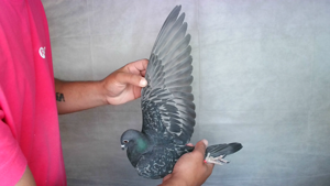 Pigeon image