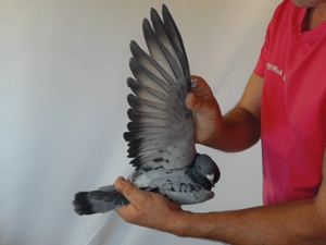 Pigeon image