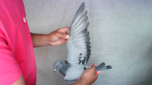 Pigeon image