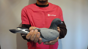 Pigeon image