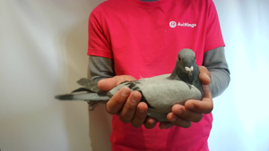 Pigeon image