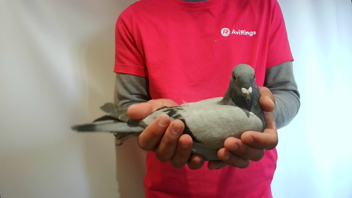 Pigeon image