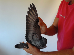 Pigeon image