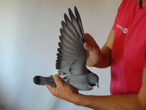 Pigeon image