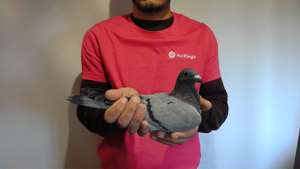 Pigeon image