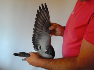 Pigeon image