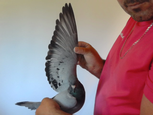 Pigeon image