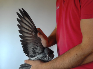 Pigeon image