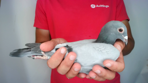 Pigeon image