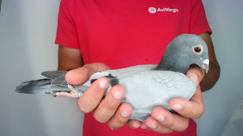 Pigeon image