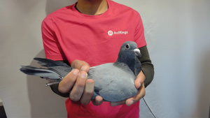 Pigeon image