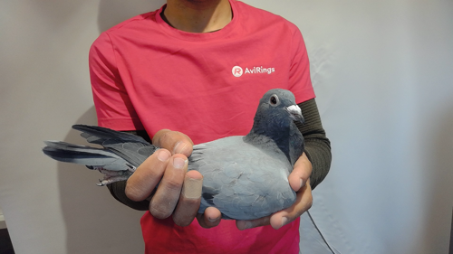 Pigeon image