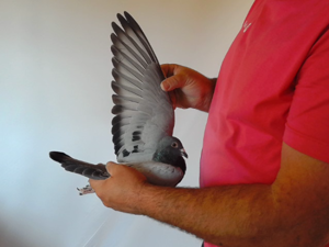 Pigeon image