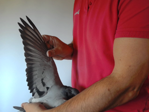 Pigeon image