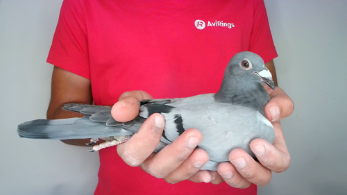 Pigeon image