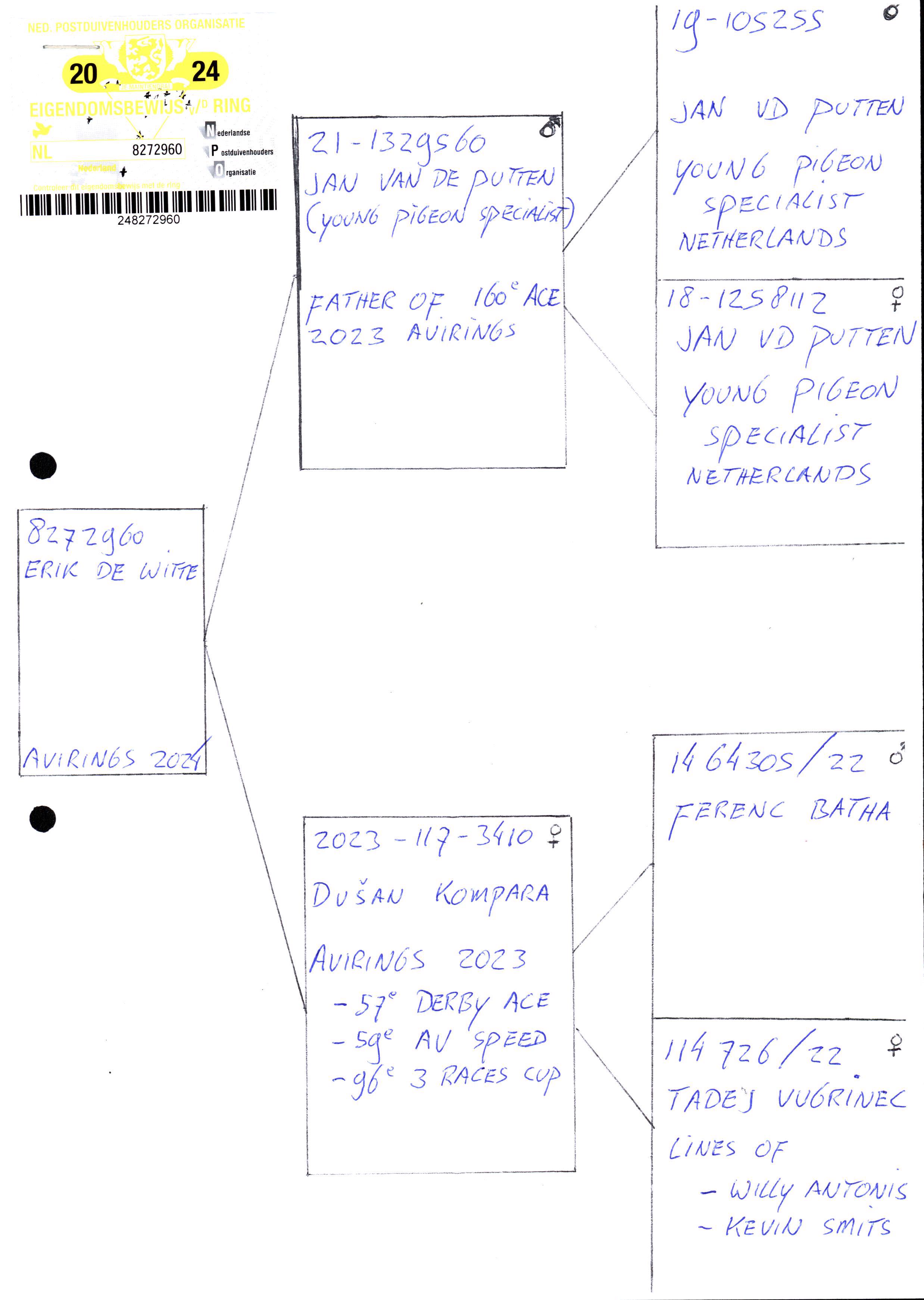 Pigeon pedigree image