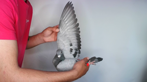 Pigeon image