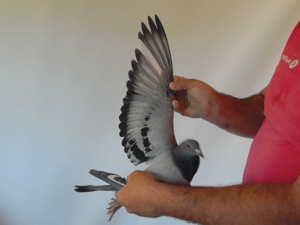Pigeon image