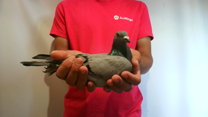 Pigeon image