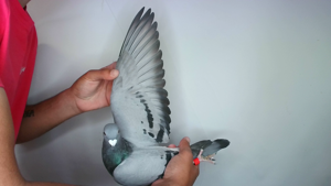 Pigeon image