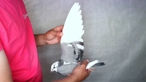 Pigeon image