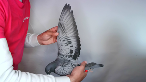Pigeon image