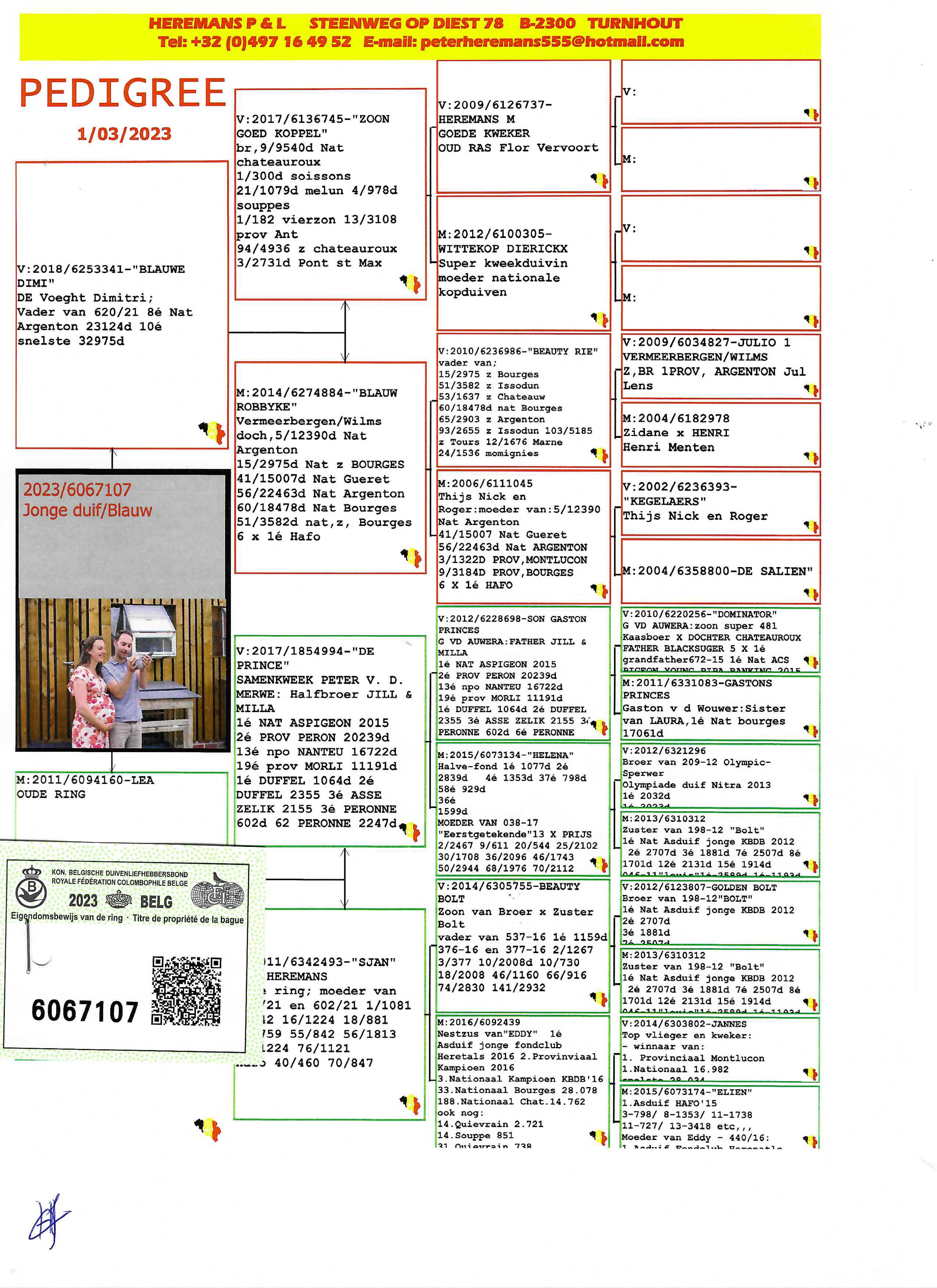 Pigeon pedigree image