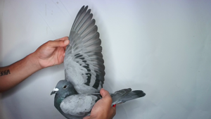 Pigeon image