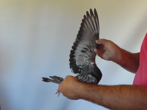 Pigeon image