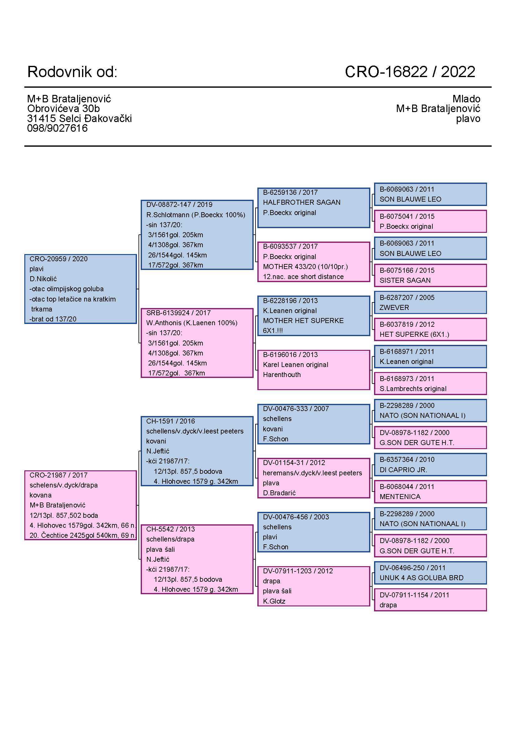 Pigeon pedigree image