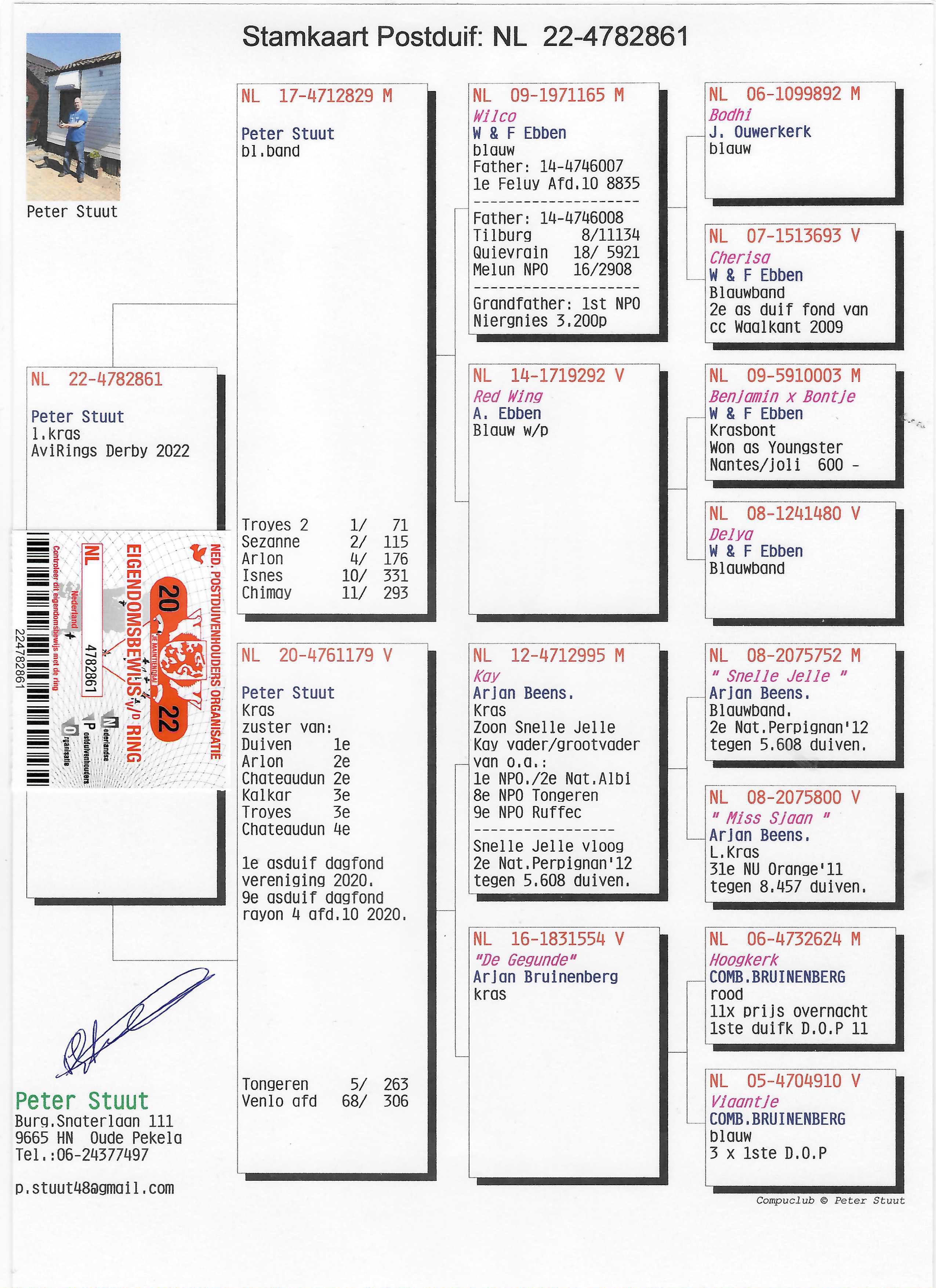 Pigeon pedigree image
