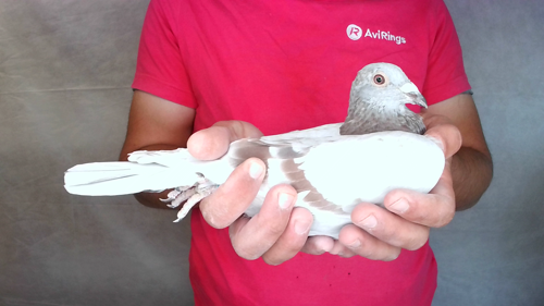 Pigeon image