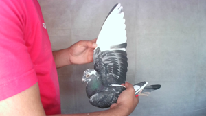 Pigeon image