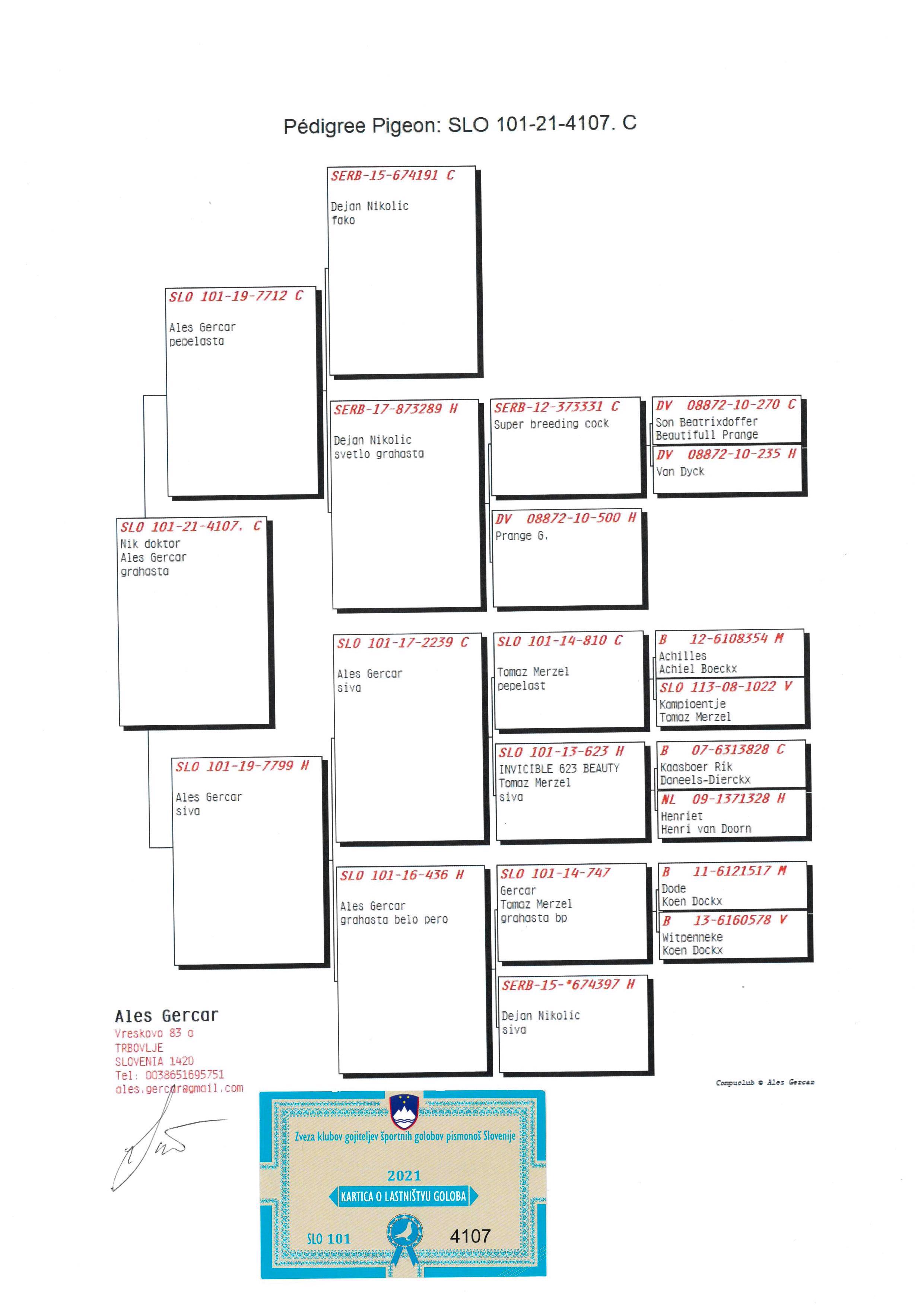 Pigeon pedigree image