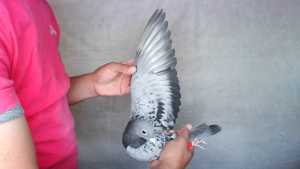 Pigeon image