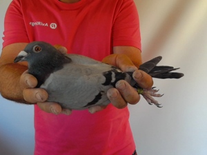 Pigeon image